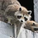 Raccoons Have A Reputation For Mauling People on Random Lesser-Known Facts About Raccoons