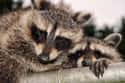 Baby Raccoons Usually Have An Aggressive Mother Nearby on Random Lesser-Known Facts About Raccoons