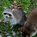 Raccoons Can Not Be Domesticated on Random Lesser-Known Facts About Raccoons