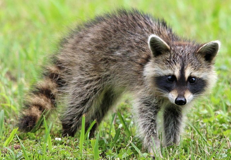 Dangerous Facts About Raccoons, The Jerks Rooting Through Your Trash