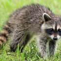 Raccoons Eat Car Wires And Destroy Interiors on Random Lesser-Known Facts About Raccoons