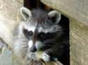Raccoon Burglar Masks Don't Lie - They're Actually Thieves on Random Lesser-Known Facts About Raccoons