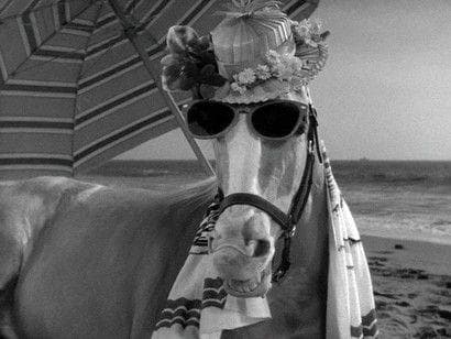 The Crazy History Of Mr. Ed The Horse