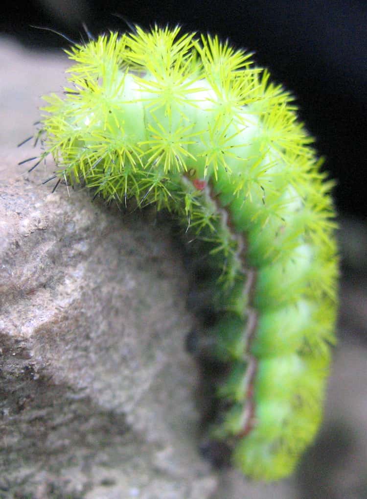 12 Poisonous Caterpillars That Will Actually Kill You