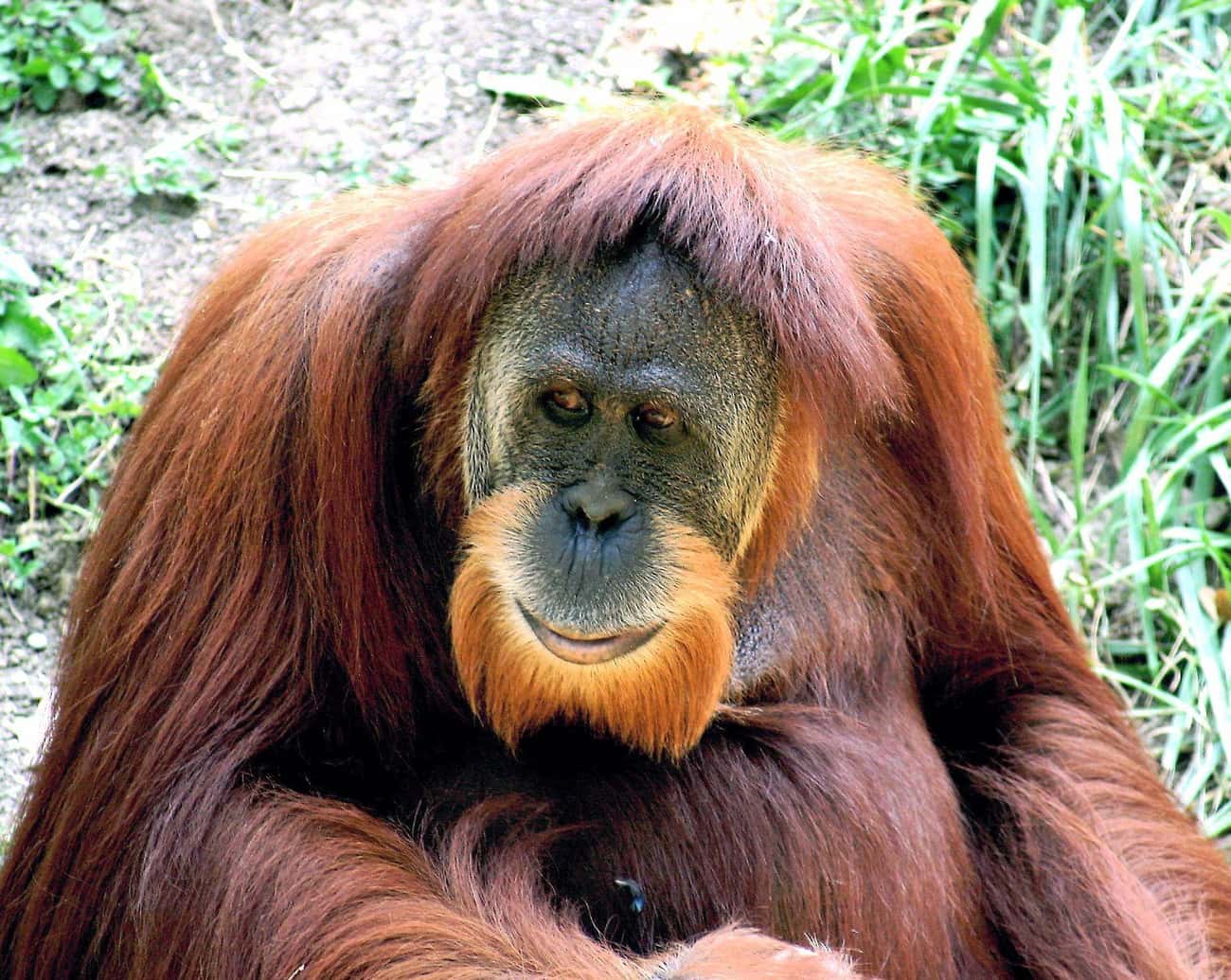 Ken Allen, The Orangutan, Escaped To Taunt His Orangutan Enemy