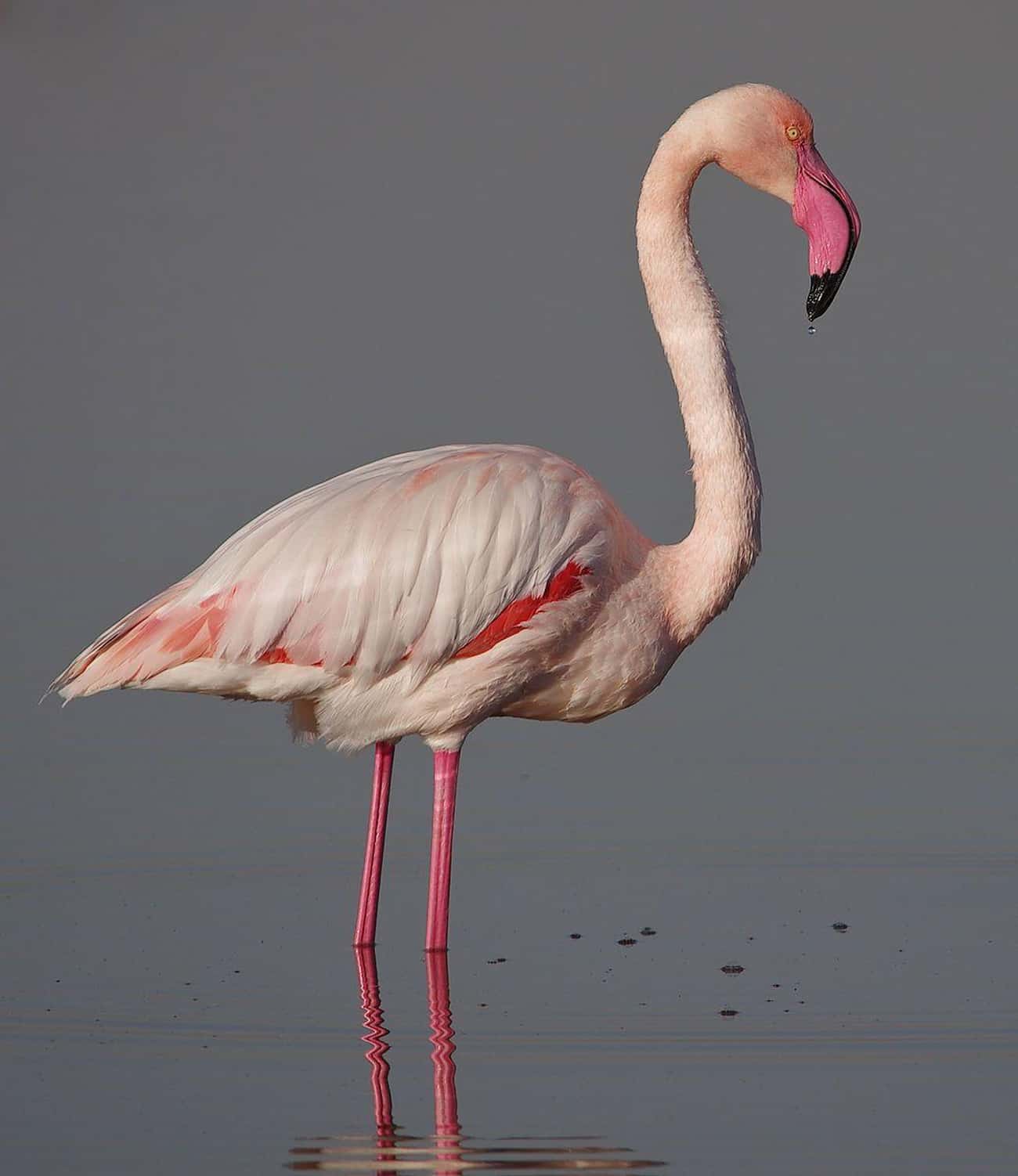 A Flamingo Made It From Kansas To Texas