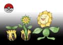 Sunkern - Sunflora on Random Links Between Pokemon Evolutions
