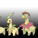 Chikorita - Bayleef - Meganium on Random Links Between Pokemon Evolutions