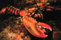 When Mating, Females Have All The Power on Random Surprising Things Most People Never Learned About Lobsters