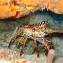 They Can Taste For Prey With Their Legs on Random Surprising Things Most People Never Learned About Lobsters