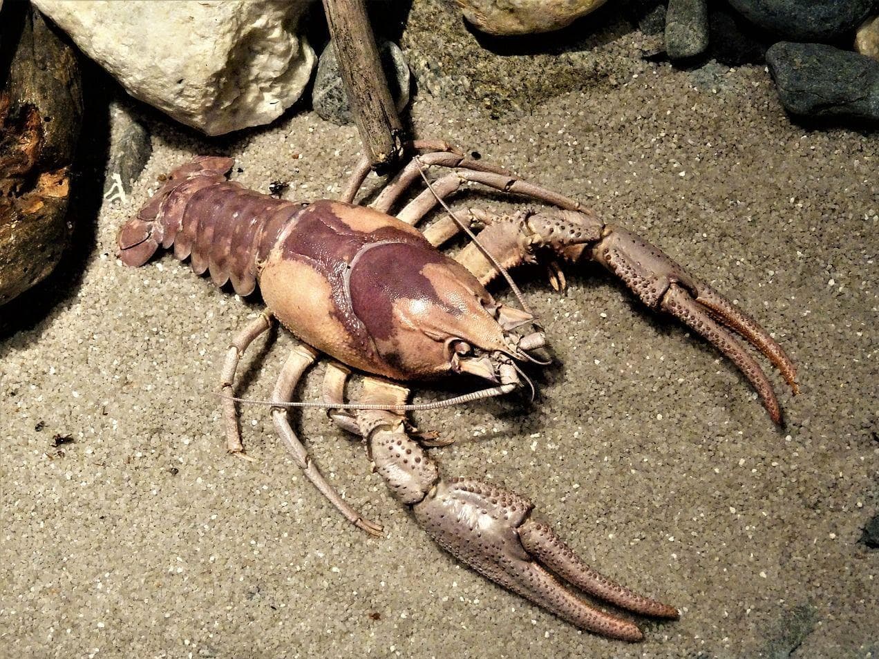 120 Deck boat ideas in 2021 deck boat, boat, sailboat interior