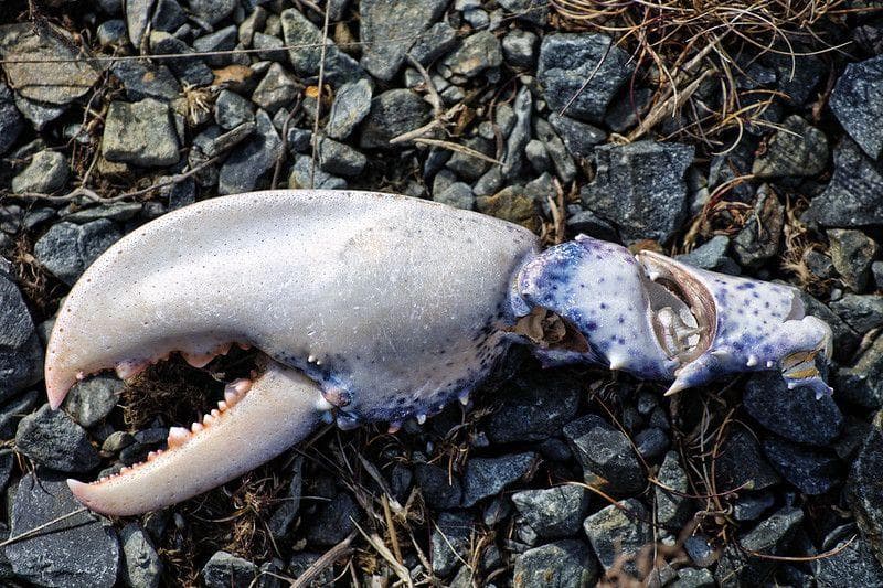 14 Surprising Facts Most People Never Learned About Lobsters