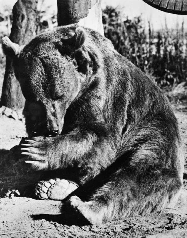 wojtek smoking cigarettes The True Story Of Wojtek, The Bear That Served In The Polish Military