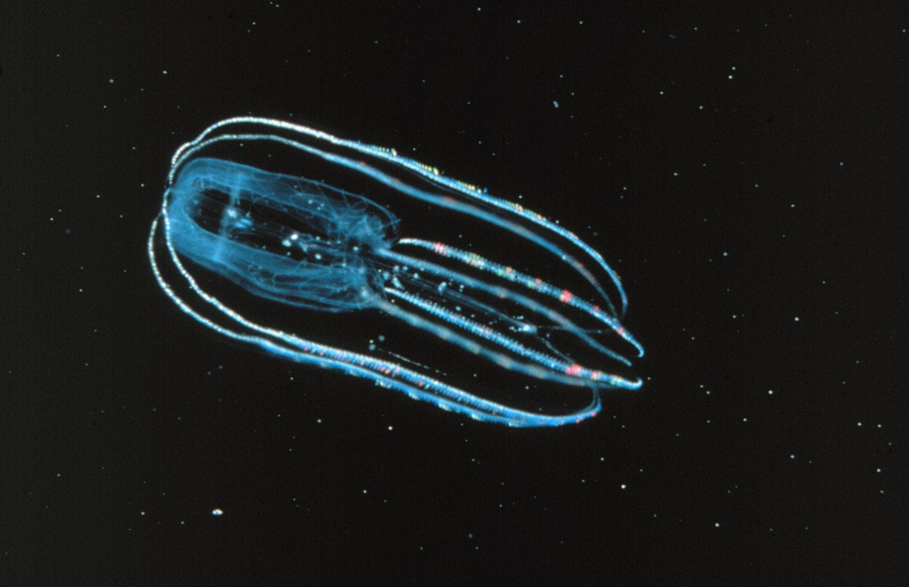 20 Stunning Photos Of Naturally Neon Animals