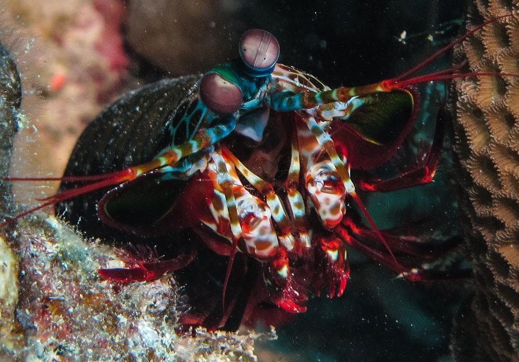 Random Incredible Things You Didn't Know About Mantis Shrimp, Tiny Hulks Of Sea