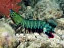 They Make Super Creepy Noises on Random Incredible Things You Didn't Know About Mantis Shrimp, Tiny Hulks Of Sea
