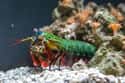 They Can Vaporize Water Just By Moving on Random Incredible Things You Didn't Know About Mantis Shrimp, Tiny Hulks Of Sea