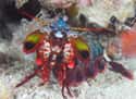 They Come In A Huge Variety Of Colors on Random Incredible Things You Didn't Know About Mantis Shrimp, Tiny Hulks Of Sea