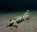 They Are Absurdly Heavily Armored on Random Incredible Things You Didn't Know About Mantis Shrimp, Tiny Hulks Of Sea