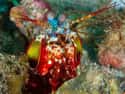 They Are Able to Create Light When They Kill Their Prey on Random Incredible Things You Didn't Know About Mantis Shrimp, Tiny Hulks Of Sea