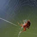 Spiders Can Measure Their Prey And Predators Just By Sensing Them on Random Crazy Ways Animals Have A Sixth Sense