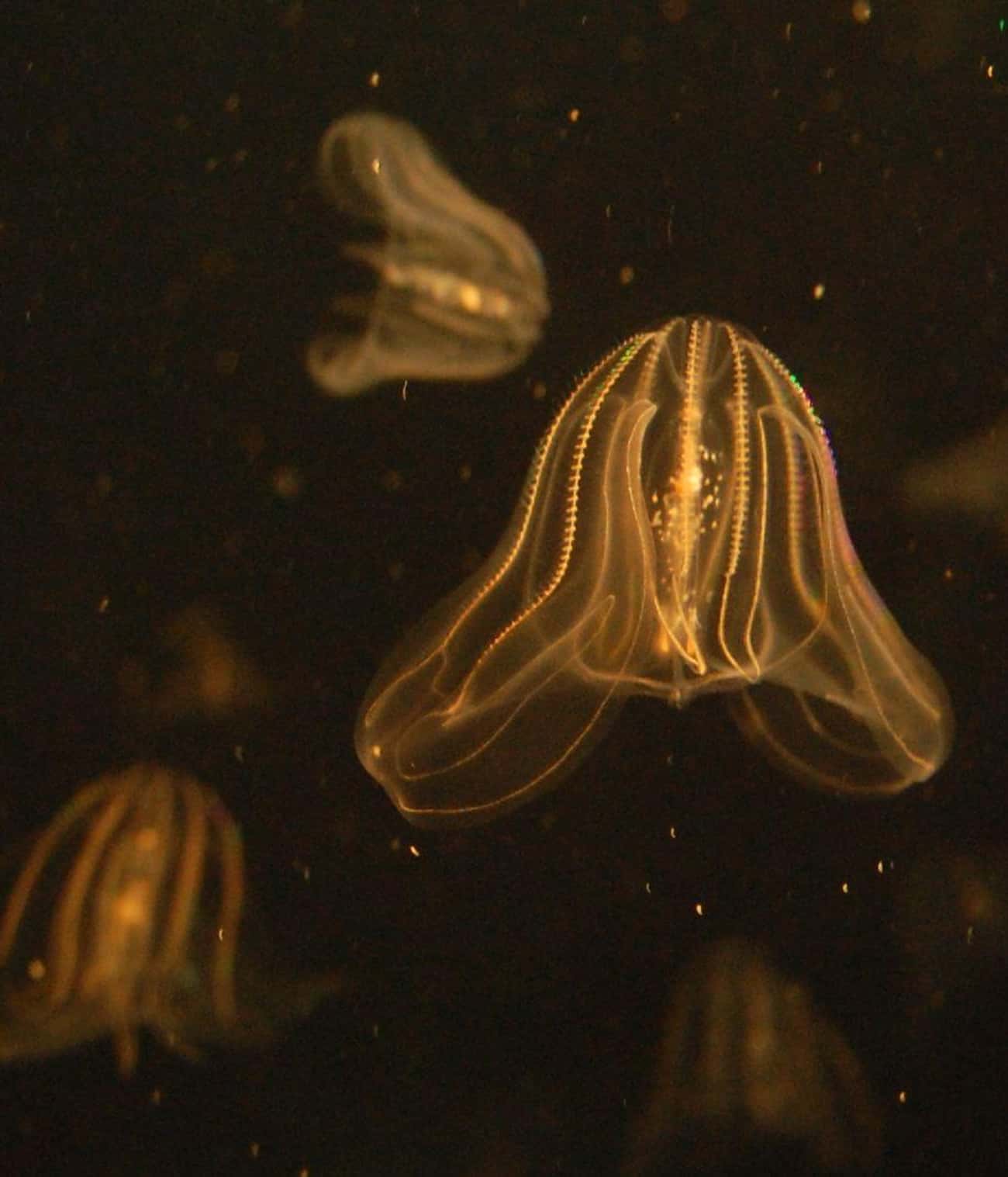 Comb Jellyfish Can Tell Direction Without Having Eyes