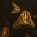 Comb Jellyfish Can Tell Direction Without Having Eyes on Random Crazy Ways Animals Have A Sixth Sense