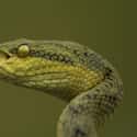 Pit Vipers Have Infrared Vision on Random Crazy Ways Animals Have A Sixth Sense