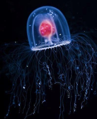 This Amazing Jellyfish Is The Immortal Highlander Of The Sea