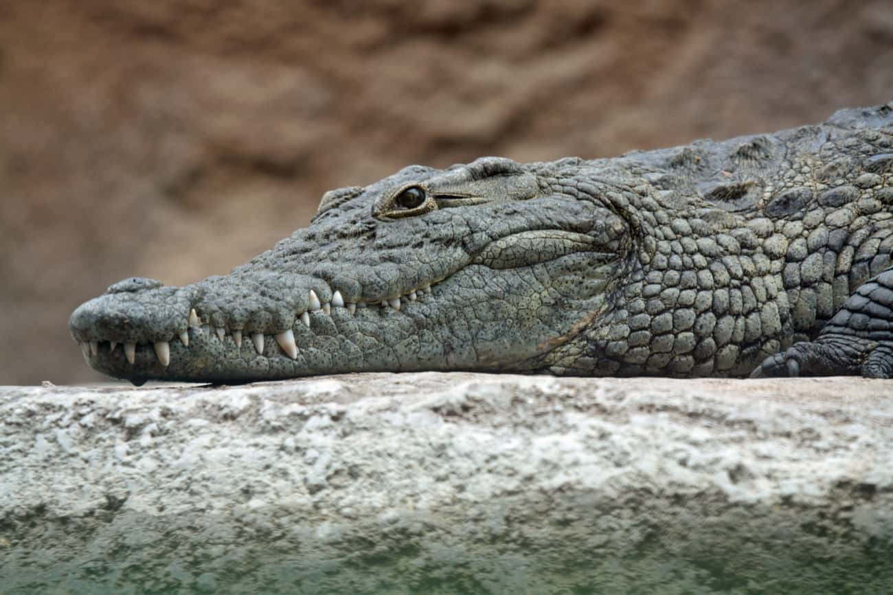 A Loose Crocodile On An Airplane Caused A Crash That Killed All But One Passenger