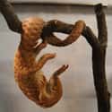 Some Have Super Dextrous Tails on Random Reasons Pangolin Is Most Badass Animal