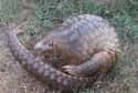 They Are The World's Only Scaled Mammal on Random Reasons Pangolin Is Most Badass Animal