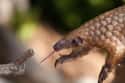 They Can Have Tongues That Are Longer Than Their Bodies on Random Reasons Pangolin Is Most Badass Animal