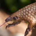 They Can Have Tongues That Are Longer Than Their Bodies on Random Reasons Pangolin Is Most Badass Animal