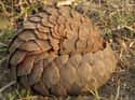They Can Roll Into Perfect Little Balls on Random Reasons Pangolin Is Most Badass Animal