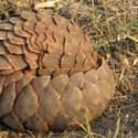 They Can Roll Into Perfect Little Balls on Random Reasons Pangolin Is Most Badass Animal