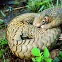 They Get Stinky When They Get Nervous on Random Reasons Pangolin Is Most Badass Animal