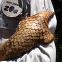 They Live For Longer Than Dogs And Cats on Random Reasons Pangolin Is Most Badass Animal