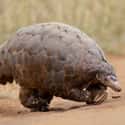 They're Super Clumsy on Random Reasons Pangolin Is Most Badass Animal