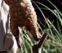 They Are Completely Toothless on Random Reasons Pangolin Is Most Badass Animal