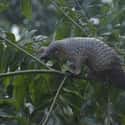 They Eat Millions Of Insects Each Year on Random Reasons Pangolin Is Most Badass Animal