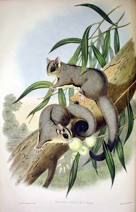 9 Reasons Why Sugar Gliders Should NOT Be Pets