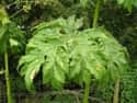 Giant Hogweed Can Burn Through The Skin on Random Utterly Bizarre Effects That Plants And Fungi Can Induce