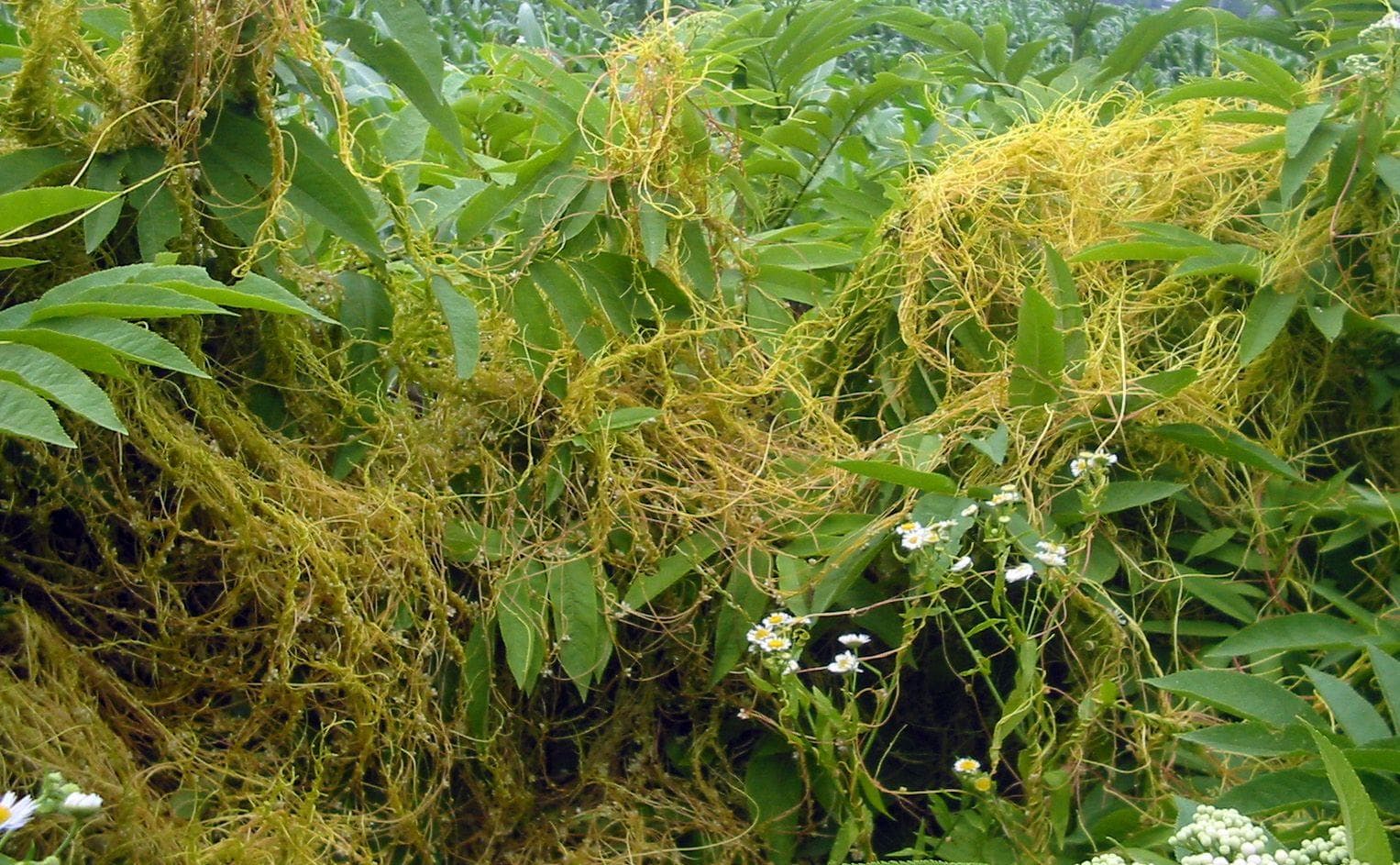 12 Bizarre Effects That Plants And Fungi Can Induce