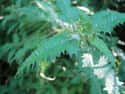 The Tree Nettle Can Cause Paralysis Or Death on Random Utterly Bizarre Effects That Plants And Fungi Can Induce