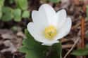 Bloodroot Causes Skin Cells To Kill Themselves on Random Utterly Bizarre Effects That Plants And Fungi Can Induce