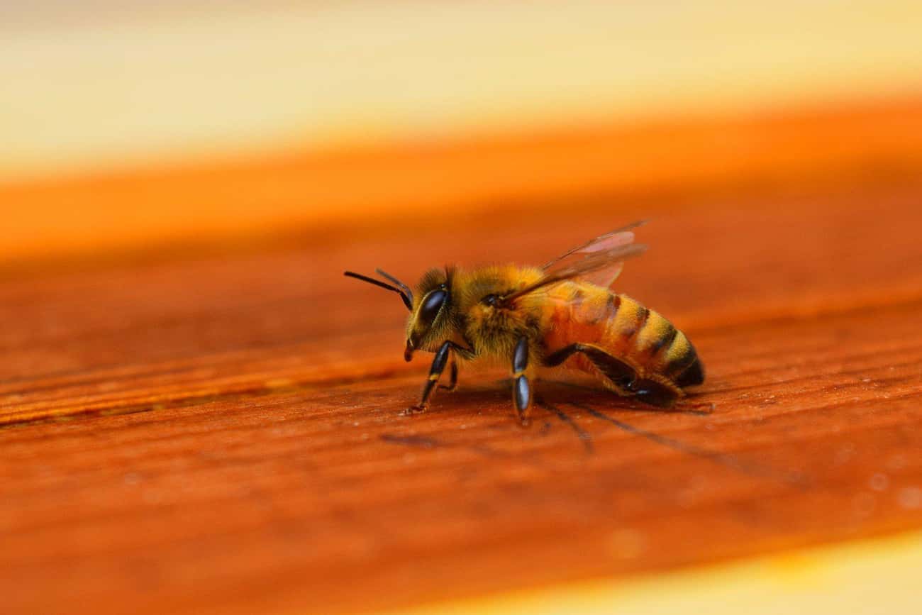 Bees Detect Explosives In Airports