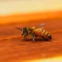 Bees Detect Explosives In Airports on Random Utterly Bizarre Animals Have Been Given Jobs In Human World