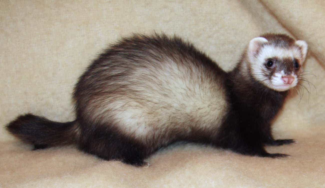 Ferrets Can Double As Electricians