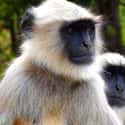 Guard Monkeys Protect Against Other Animal Thieves on Random Utterly Bizarre Animals Have Been Given Jobs In Human World